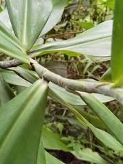 Costus glaucus