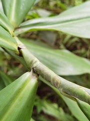 Costus glaucus