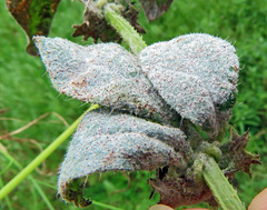 Golovinomyces cynoglossi
