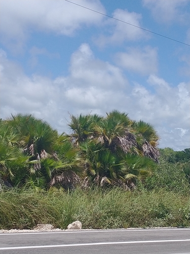 Thrinax radiata