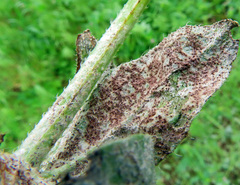 Golovinomyces cynoglossi