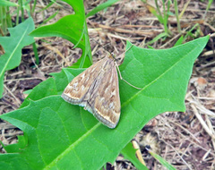 Loxostege sticticalis