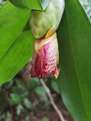 Costus glaucus