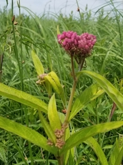 Asclepias incarnata incarnata