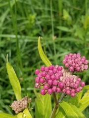 Asclepias incarnata incarnata