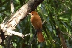Casiornis rufus
