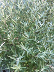 Caryopteris × clandonensis
