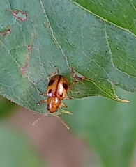 Paria opacicollis