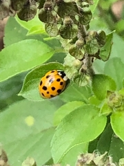 Harmonia axyridis