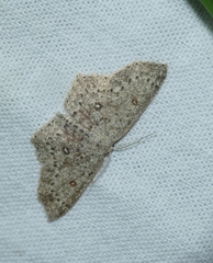 Cyclophora pendularia