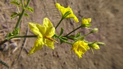 Solanum corneliomulleri
