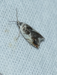Ancylis laetana