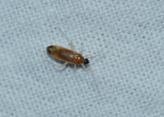 Phylus melanocephalus