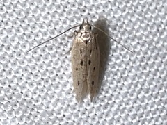 Monochroa quinquepunctella