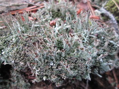 Cladonia cenotea