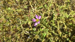 Fagonia chilensis