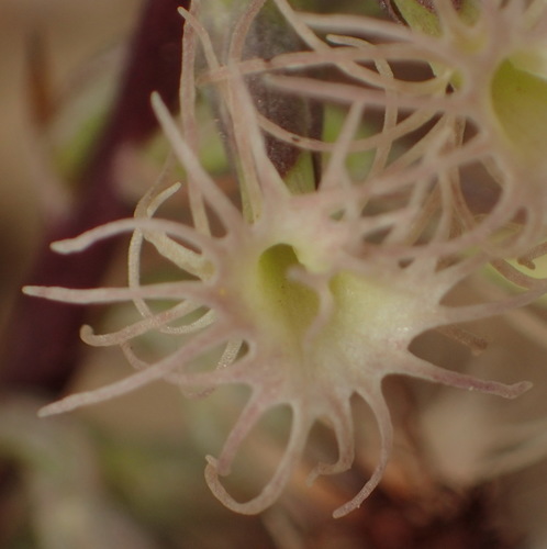 Image of Holothrix schlechteriana by (c) Nicola van Berkel, some rights reserved (CC BY-SA)