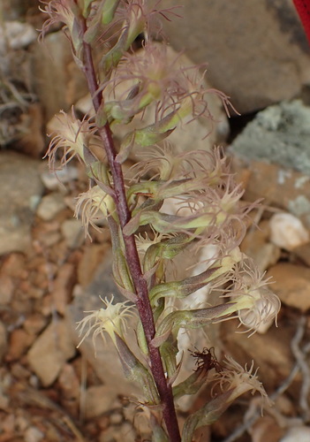 Image of Holothrix schlechteriana by (c) Nicola van Berkel, some rights reserved (CC BY-SA)
