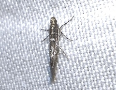 Neurobathra strigifinitella