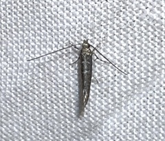 Neurobathra strigifinitella