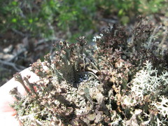 Cladonia grayi
