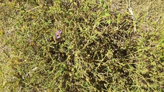 Fagonia chilensis