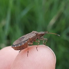 Ceraleptus gracilicornis