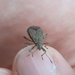 Ceraleptus gracilicornis