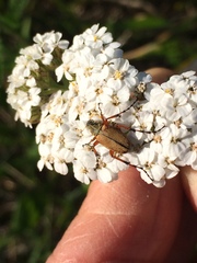 Macrodactylus subspinosus