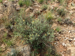 Lasiosiphon meisnerianus