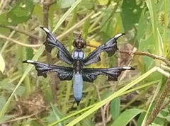 Palpopleura