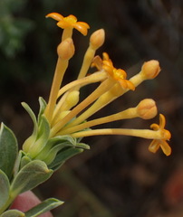 Lasiosiphon meisnerianus