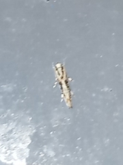 Melanocinclis lineigera