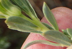 Lasiosiphon meisnerianus