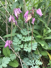 Dicentra eximia