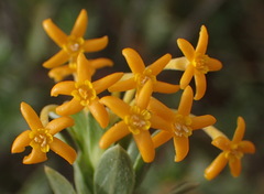 Lasiosiphon meisnerianus