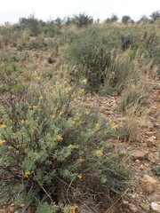 Lasiosiphon meisnerianus