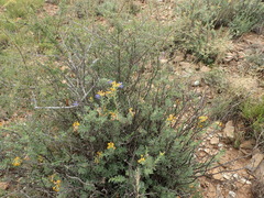 Lasiosiphon meisnerianus