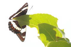 Limenitis arthemis rubrofasciata