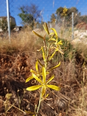 Asphodeline liburnica