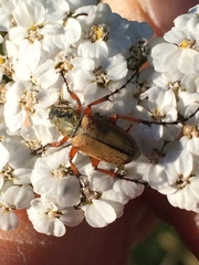 Macrodactylus subspinosus