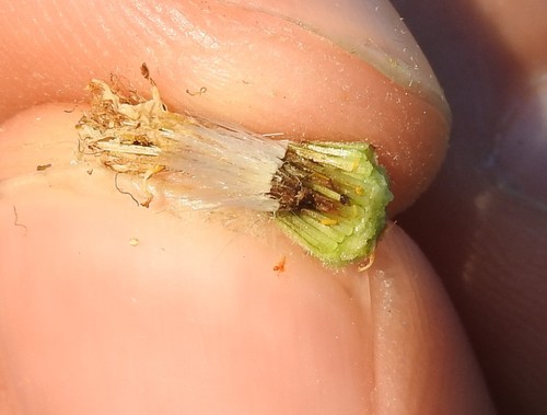 Contarinia hypochoeridis