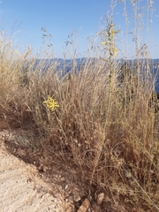 Asphodeline liburnica