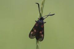 Zygaena viciae