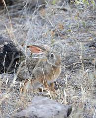 Lepus victoriae