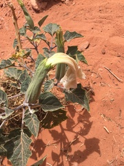 Datura wrightii