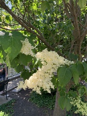 Syringa reticulata