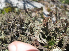 Cladonia grayi