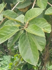 Magnoliopsida