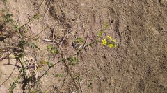 Solanum corneliomulleri